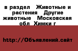  в раздел : Животные и растения » Другие животные . Московская обл.,Химки г.